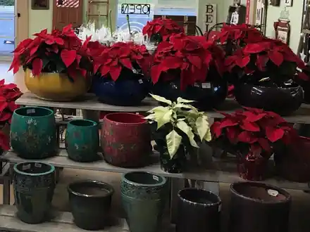 Red poinsettias in glazed yellow, blue and black bowls above shelves of teal, red and green pots in the shop