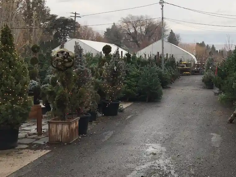 Rows of fresh cut Christmas trees and potted evergreens in the Roots yard in winter