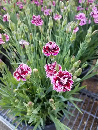 Dianthus with crimson and white fringed flowers and buds on blue-green stems