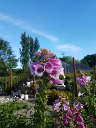 A tall purple foxglove spire against a blue sky with the Roots greenhouse and trees behind it