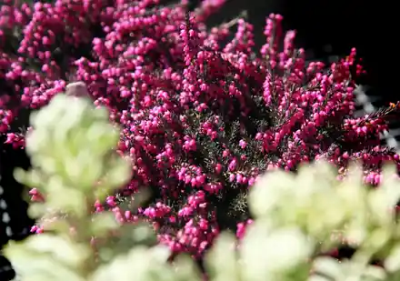 Magenta heather in full bloom with pale green foliage blurred in the foreground at Roots Nursery
