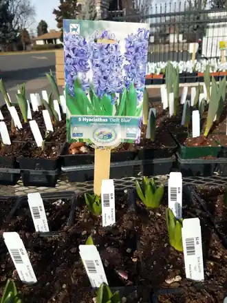 Flats of spring bulb starts with plant tags at Roots Nursery