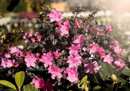 A PJM rhododendron covered in pink flowers against dark glossy leaves at Roots Nursery