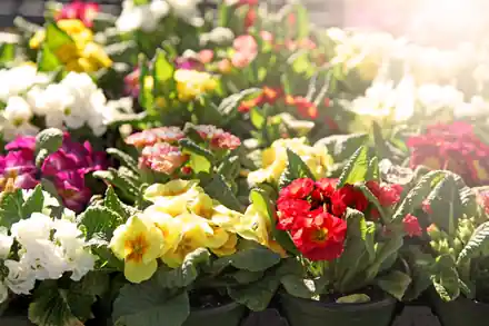 Primroses in yellow, red and white in the sun at Roots Nursery