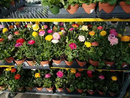 Racks of blooming ranunculus in pink, red, yellow and white at Roots Nursery