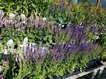 Benches of pink and deep purple salvia in bloom with other perennials behind them