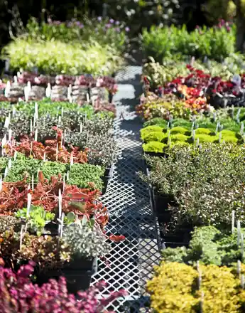 Rows of sedum and succulent starts in green, gold, bronze and red on mesh benches with plant tags