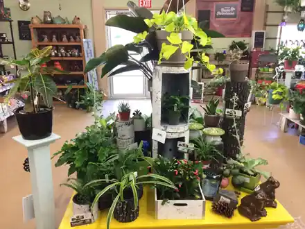 A display table of pothos, philodendron and other house plants inside the Roots shop