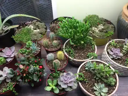 Dish gardens of small succulents and cacti in shallow ceramic bowls on a wooden table
