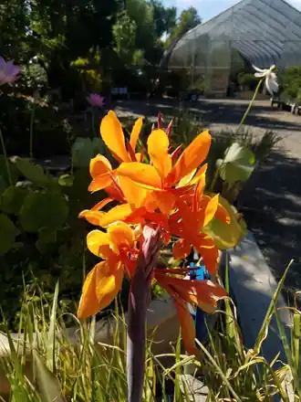 An orange canna in flower in the pond plant yard, a greenhouse in the background