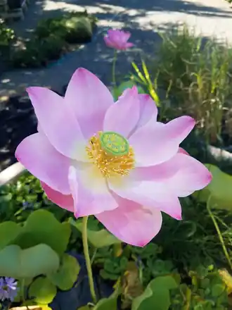 A pink lotus flower open above its leaves at Roots Nursery