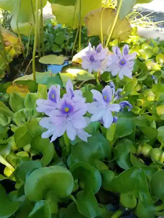 Pale purple water hyacinth flowers above glossy round leaves