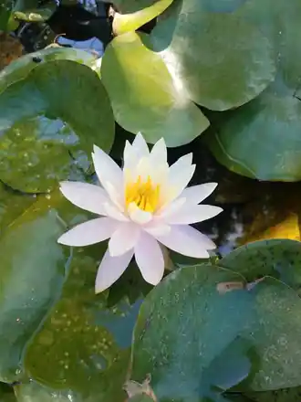 A white water lily open on its pads in a pond plant tub at Roots Nursery