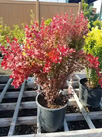 A red-leaf barberry in a nursery pot on a pallet rack at Roots