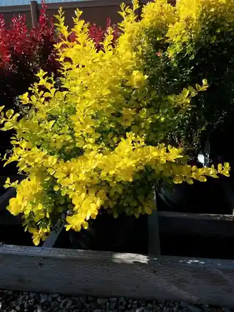 A golden spirea in bright yellow-green leaf