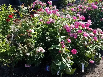 Pink roses in bloom among potted shrubs