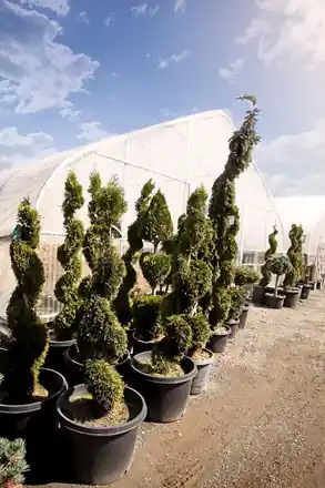 Spiral-pruned evergreen topiaries in black nursery pots in front of the Roots greenhouse