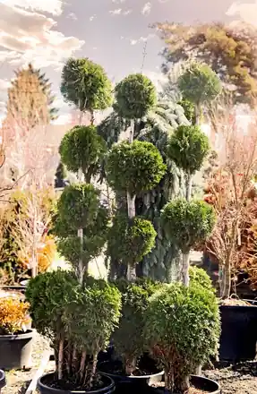 Cloud-pruned evergreen trees with round green pom pom tiers on pale trunks in black nursery pots